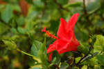 hibiskus.jpg
